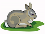 rabbit-pic